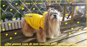 Manteau pour chien imperméable Sportwear / Chang / Taille 2XL